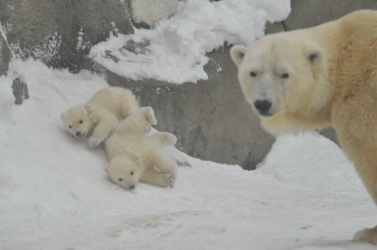 Примерно через четыре месяца молодые белые медведи впервые покидают пещеру, в которой они выросли. (Источник: Википедия) 