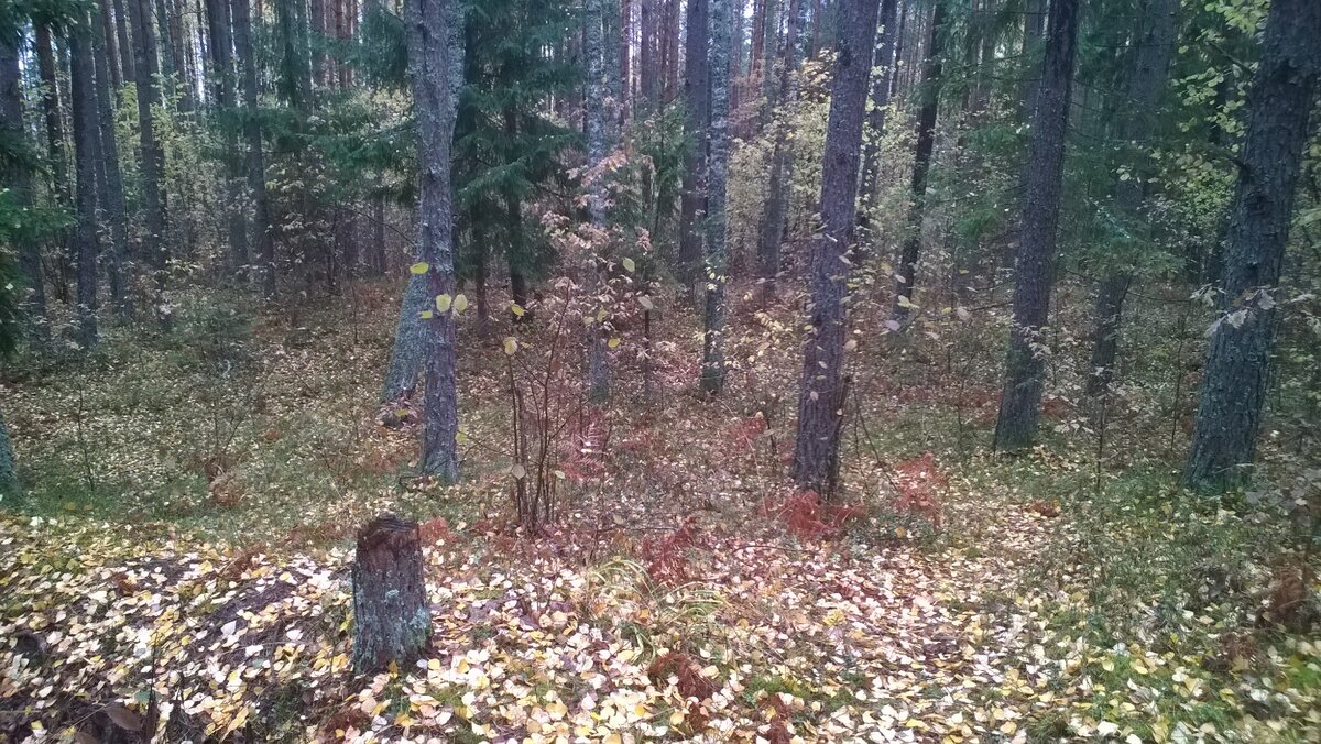 Вот так у нас сейчас в лесу