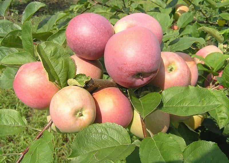 Любимая с детства яблоня Слава Победителям: посадка и уход за плодовым деревцем.