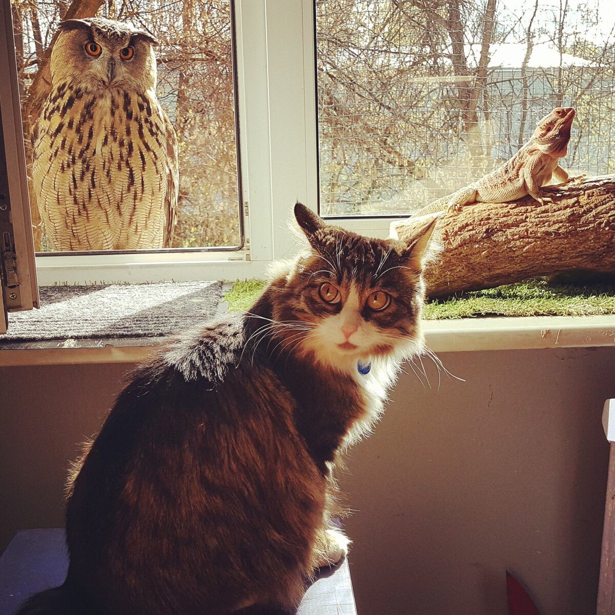 - Ну почему мы не можем завести просто обычную собаку?