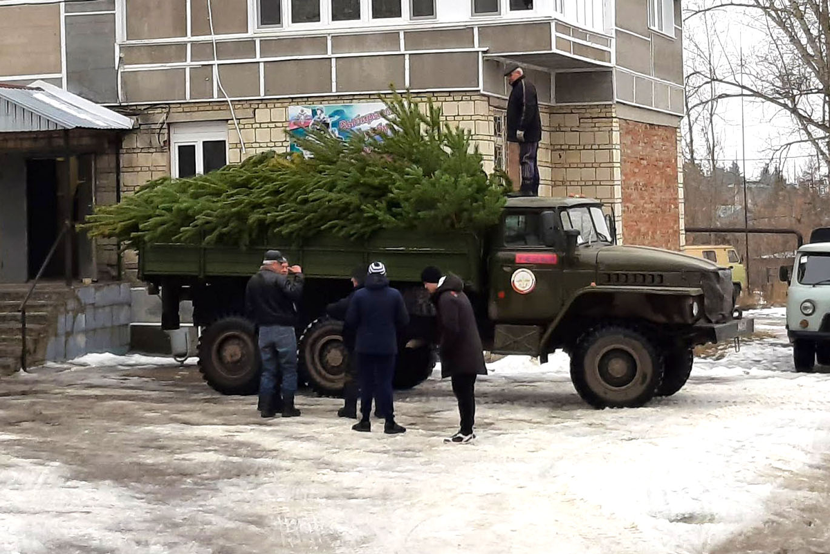 Заготовка молодой сосны