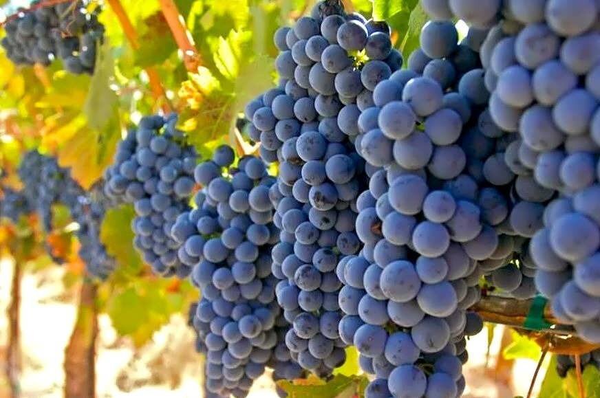 Виноградники