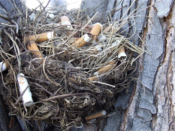 Открытый источник: Yandex