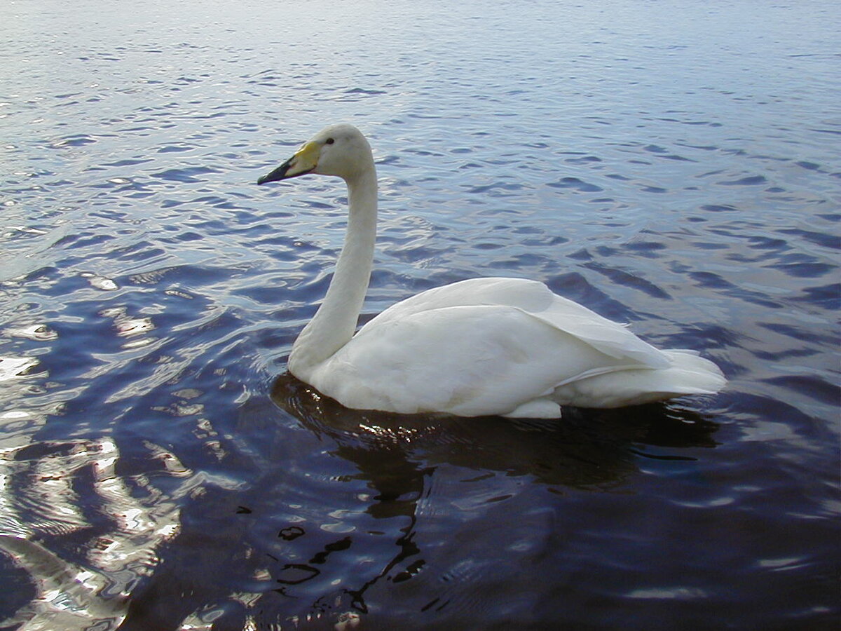 Глаша. Фото автора.