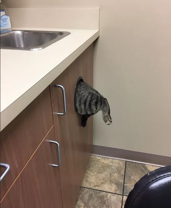 Фото с сервера Яндекс.Картинки