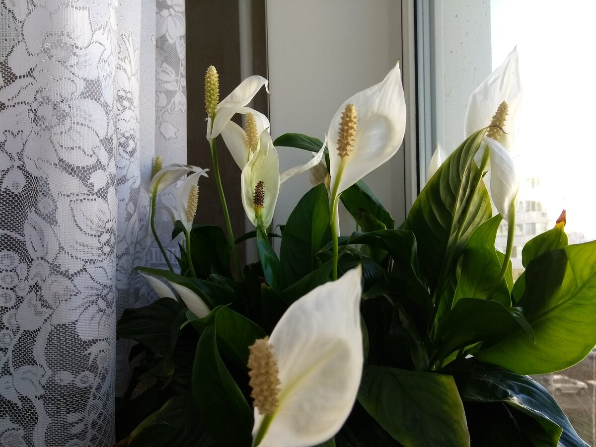 вот он, мой красавец)))