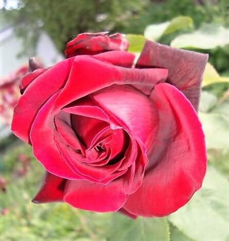 Блэк Баккара