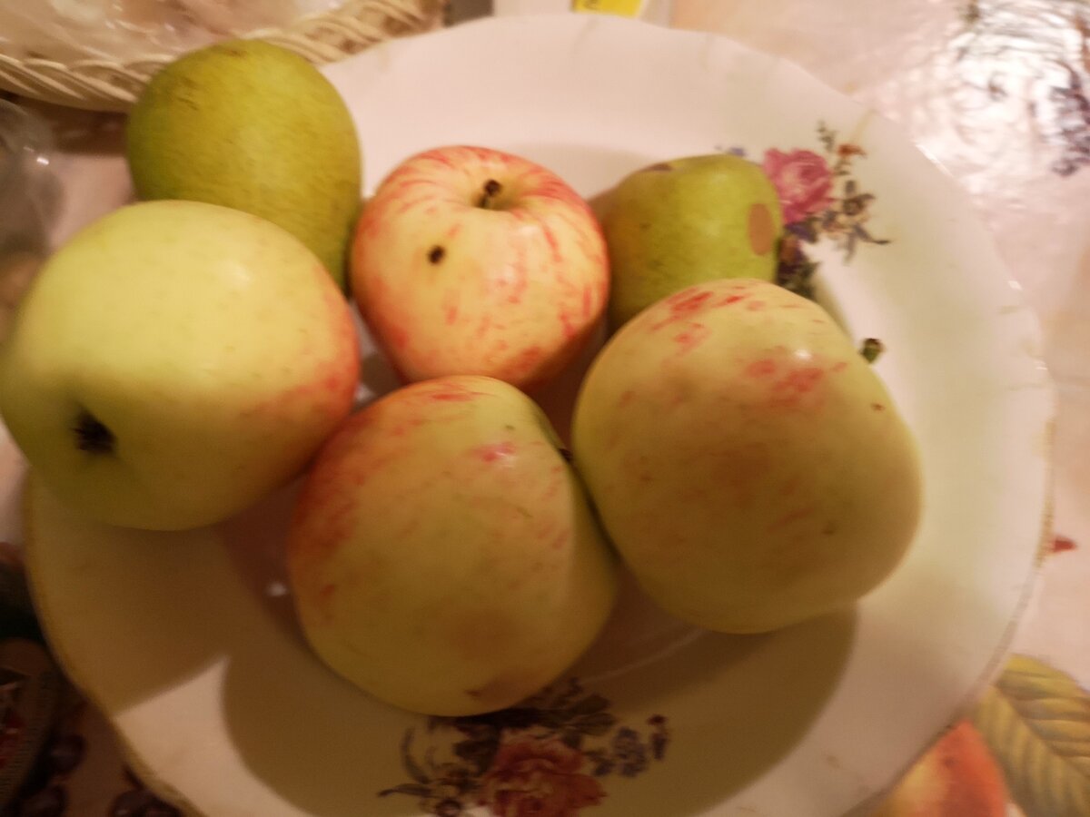 На фото груша другого сорта, но тоже зелёная.