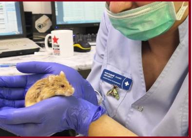 Мой "Турбо" у доктора:(