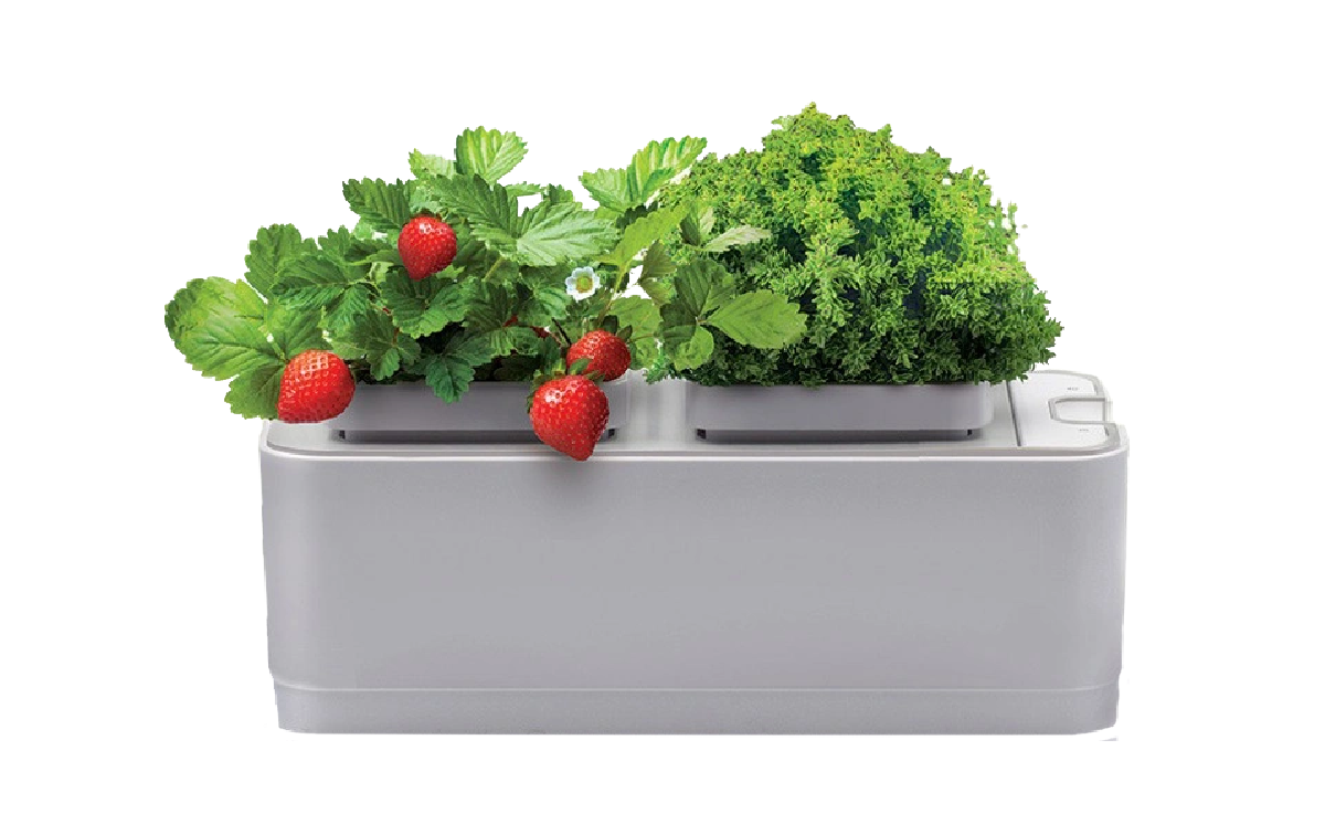 Так выглядит домашний мини-сад