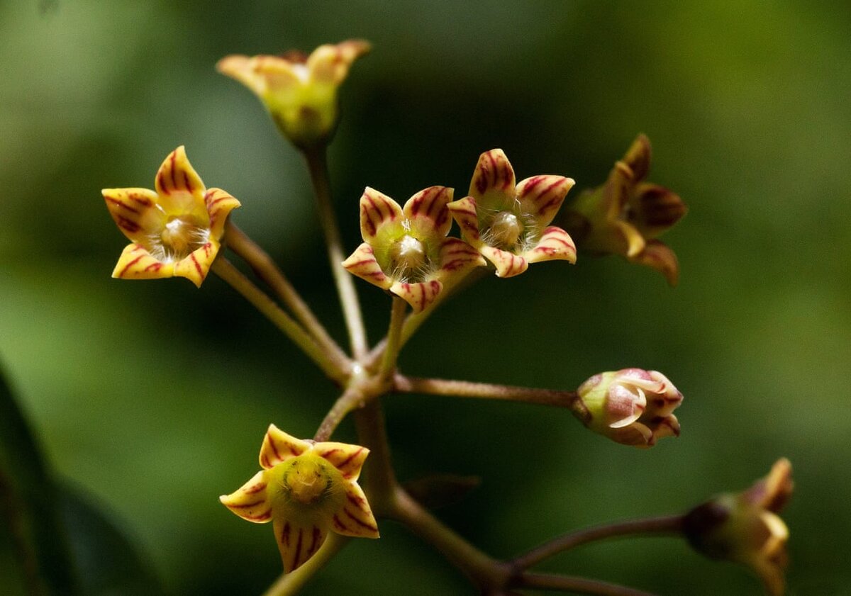 Marsdenia chirindensis