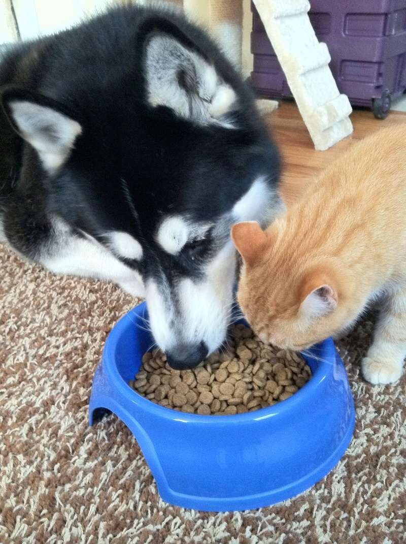 Собачий и кошачий корм