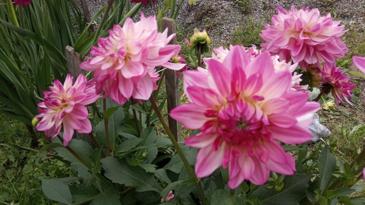 Это георгина многолетняя Колорадо Классик - ну как можно отказаться от такой красоты.  Листайте галерею