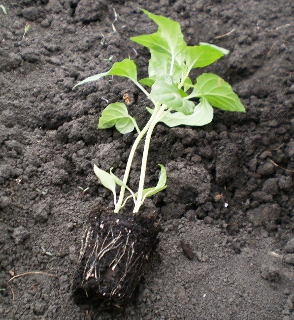 высадка рассады томатов «лежа». рассада перца по две штуки. в лунку сажаем два. в лунку сажаем два. несколько саженцев в одну лунку.