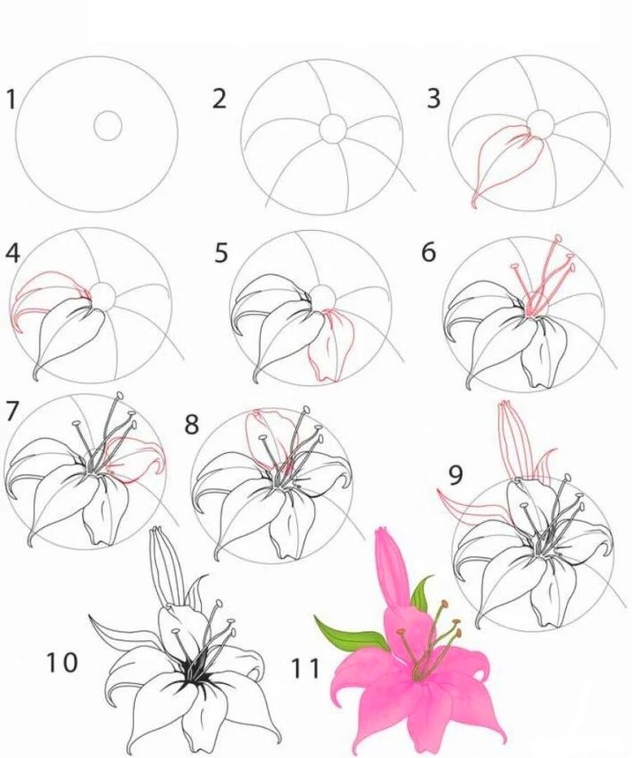 Как нарисовать розу для начинающих
