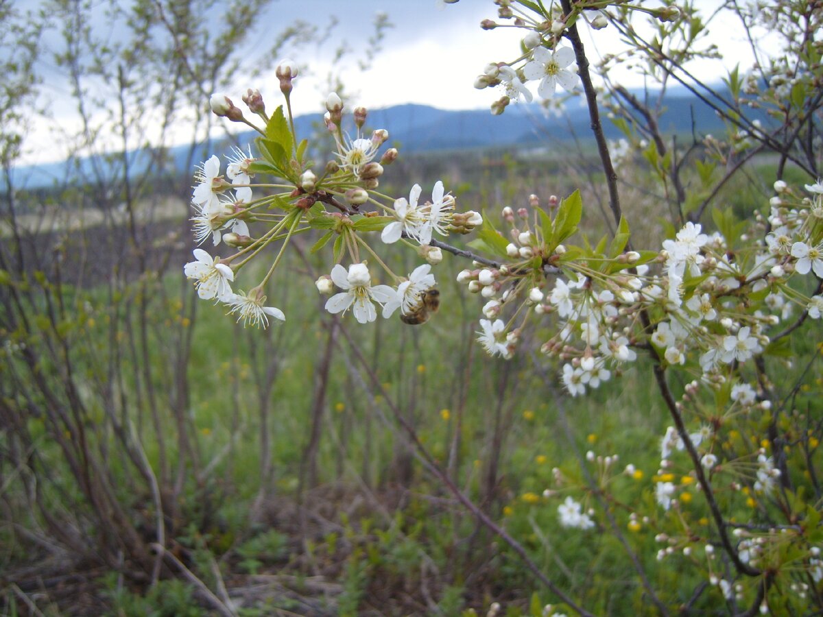 Пчела усердно трудится на цветах вишни.
