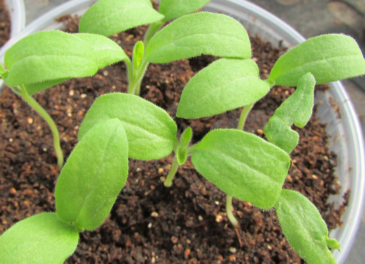 В таком состоянии сеянцы можно пикировать