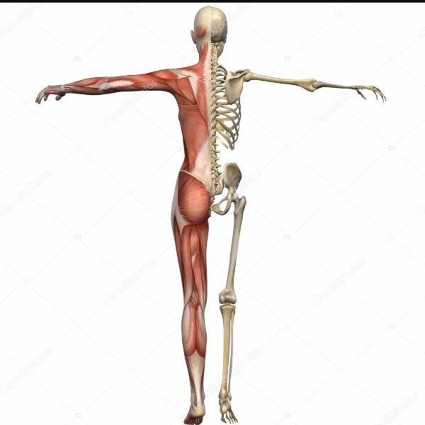 Анатомия человека.