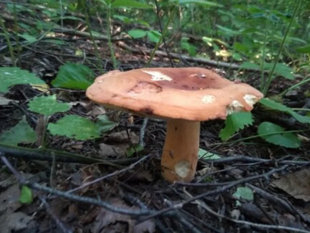 Фото Евгения Дворянкова