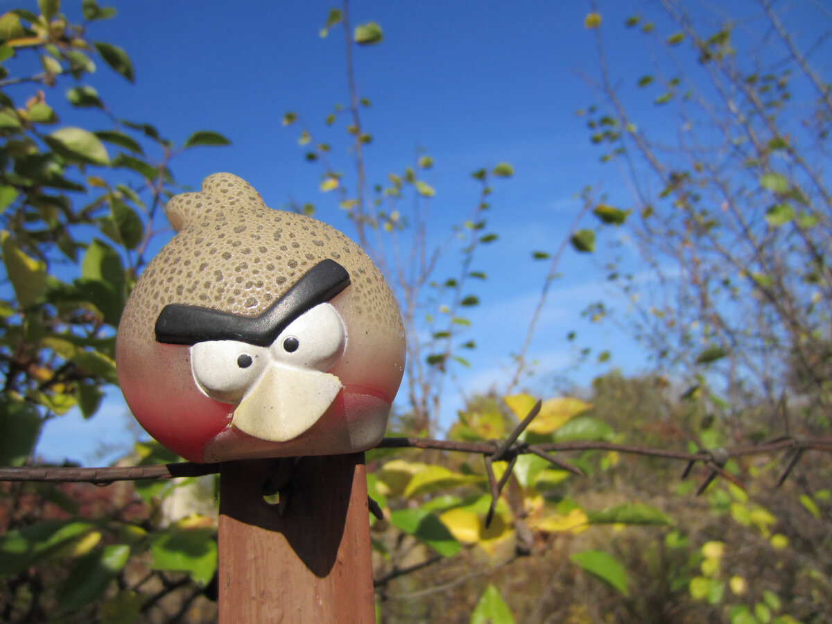 Эта штучка на столбе забора - старый крохотный флакончик от шампуня. Кто-то когда-то подарил. И года 3-4 назад я, пожалев выкинуть, приладила рядом с калиткой. Типа наблюдающий. Рядом пару лет висела кормушка из пластиковой бутылки. Регулярно пополняемая. Птицы, наведываясь за личинками, извлечёнными из грядок, этого персонажа из Angry Birds игнорировали!