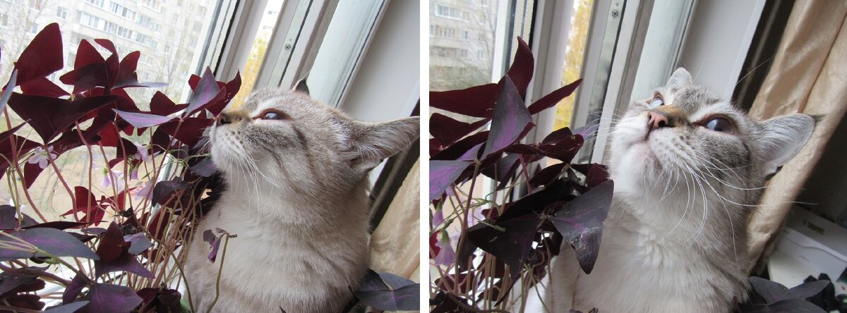 Только не подумайте, плохого, сам я ни-ни! Просто есть один друг...