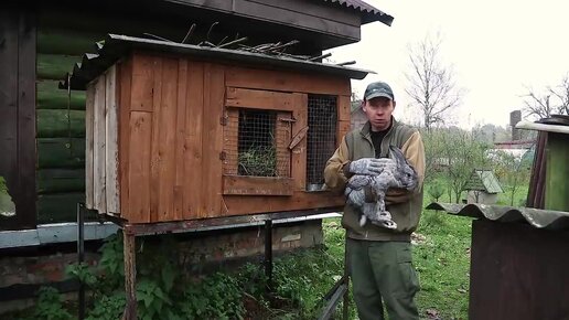 Немного о гусях. Сколько кроликов уцелело у нас после эпидемии? Подвожу итоги