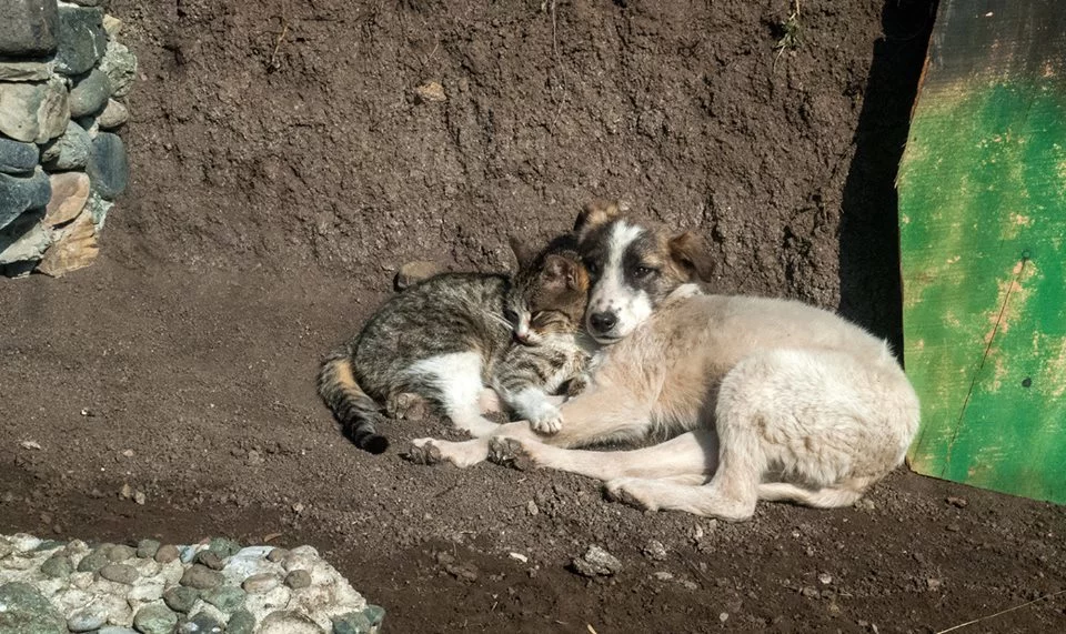 Собака и кот лежат,прижавших   и согревая своим теплом друг  друга.