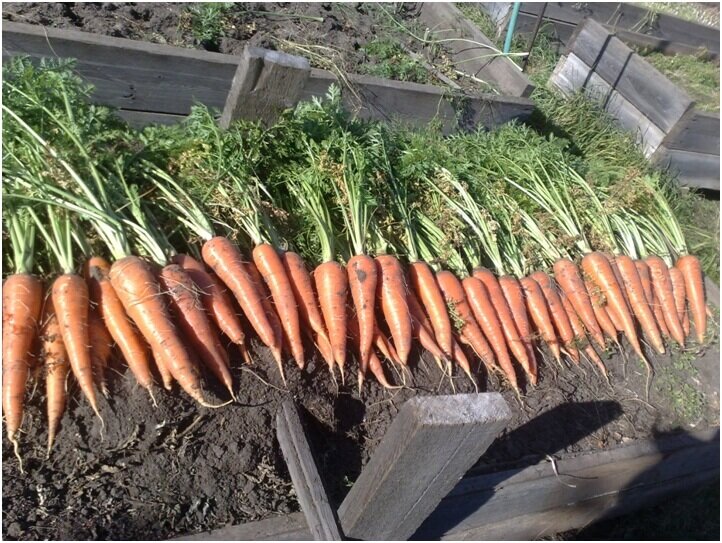 Мой эксперимент с крупными сортами моркови для длительного хранения! Важная информация для каждого из нас.
