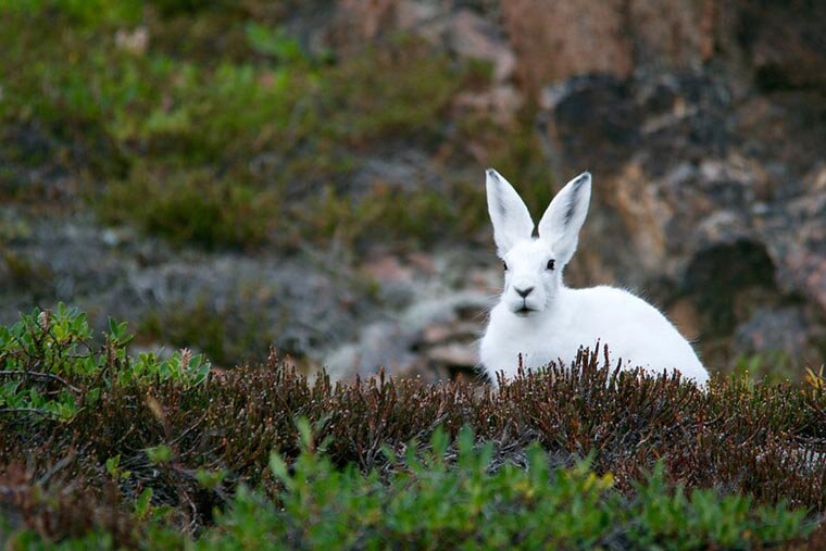 Заяц-беляк – типичный обитатель тундры