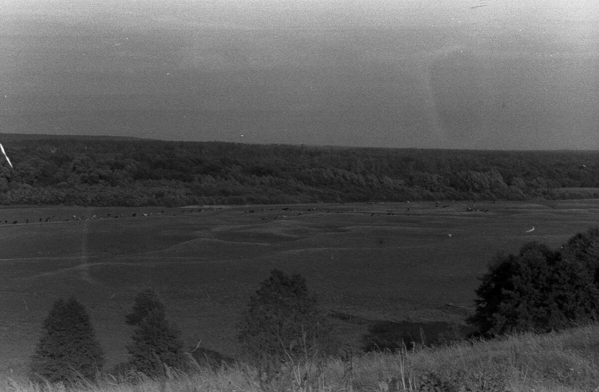 заливные луга и мирно пасущиеся фермерские коровки... лет эдак 36 назад