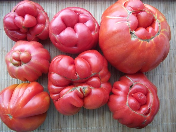 Заболевания томатов ,как во время различить и избежать потери урожая