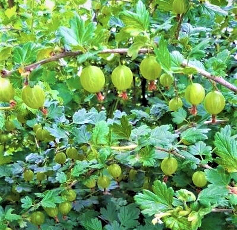  Куст крыжовника. Фото автора.