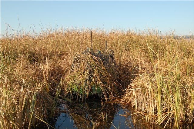 Типичная местность на юге России для охоты на утку и соответствующая маскировка