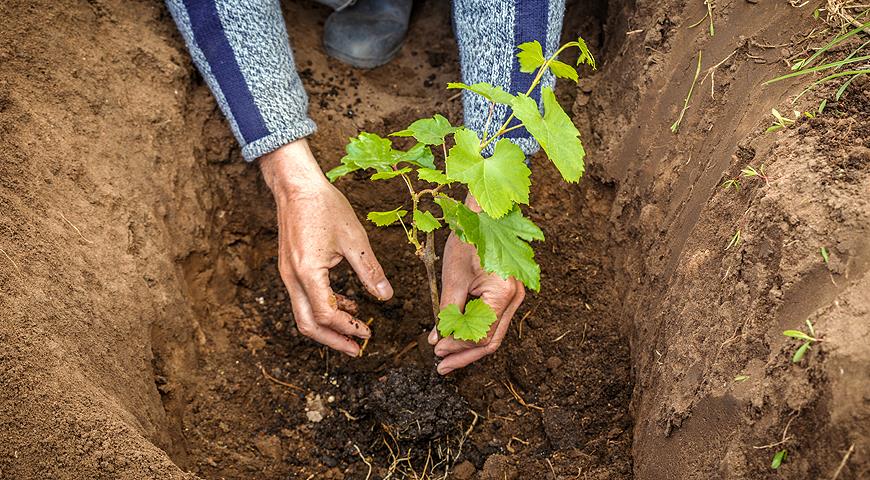 Как посадить виноград: когда сажать, куда сажать и как2