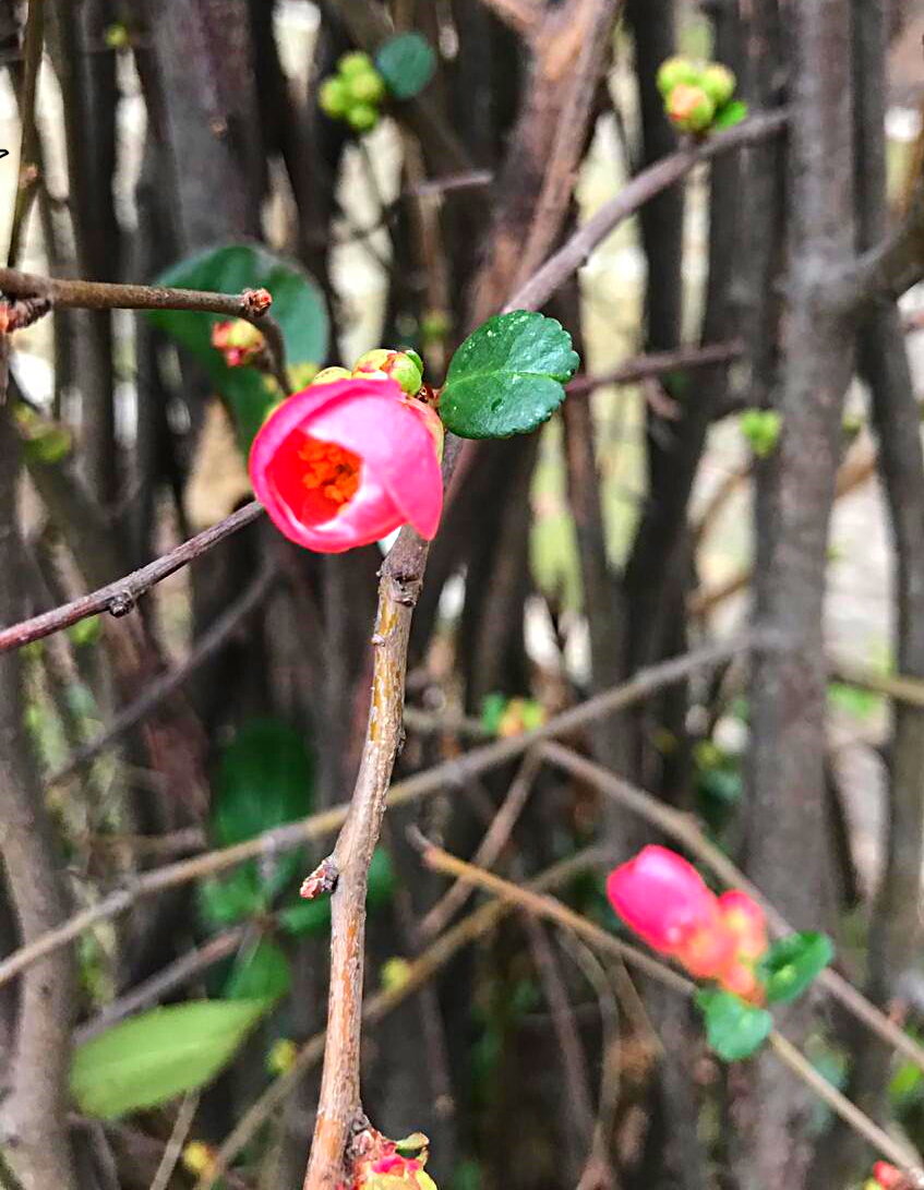 Японская айва 26 января 2020 года