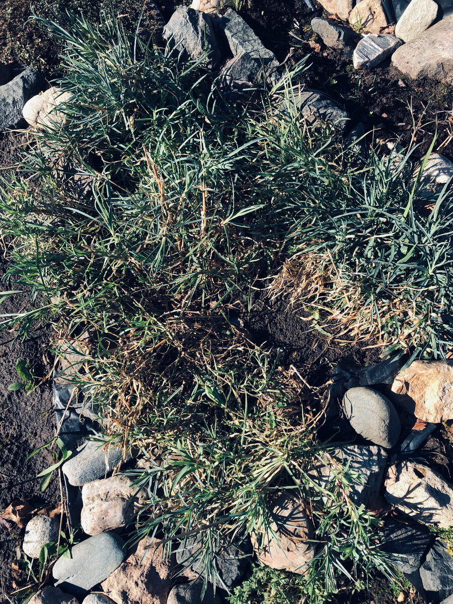 Гвоздика травянка. Хотела выдрать все сухие веточки, но на них полно зеленых новых листочков. Решила оставить все, как есть и посмотреть, что дальше будет. 