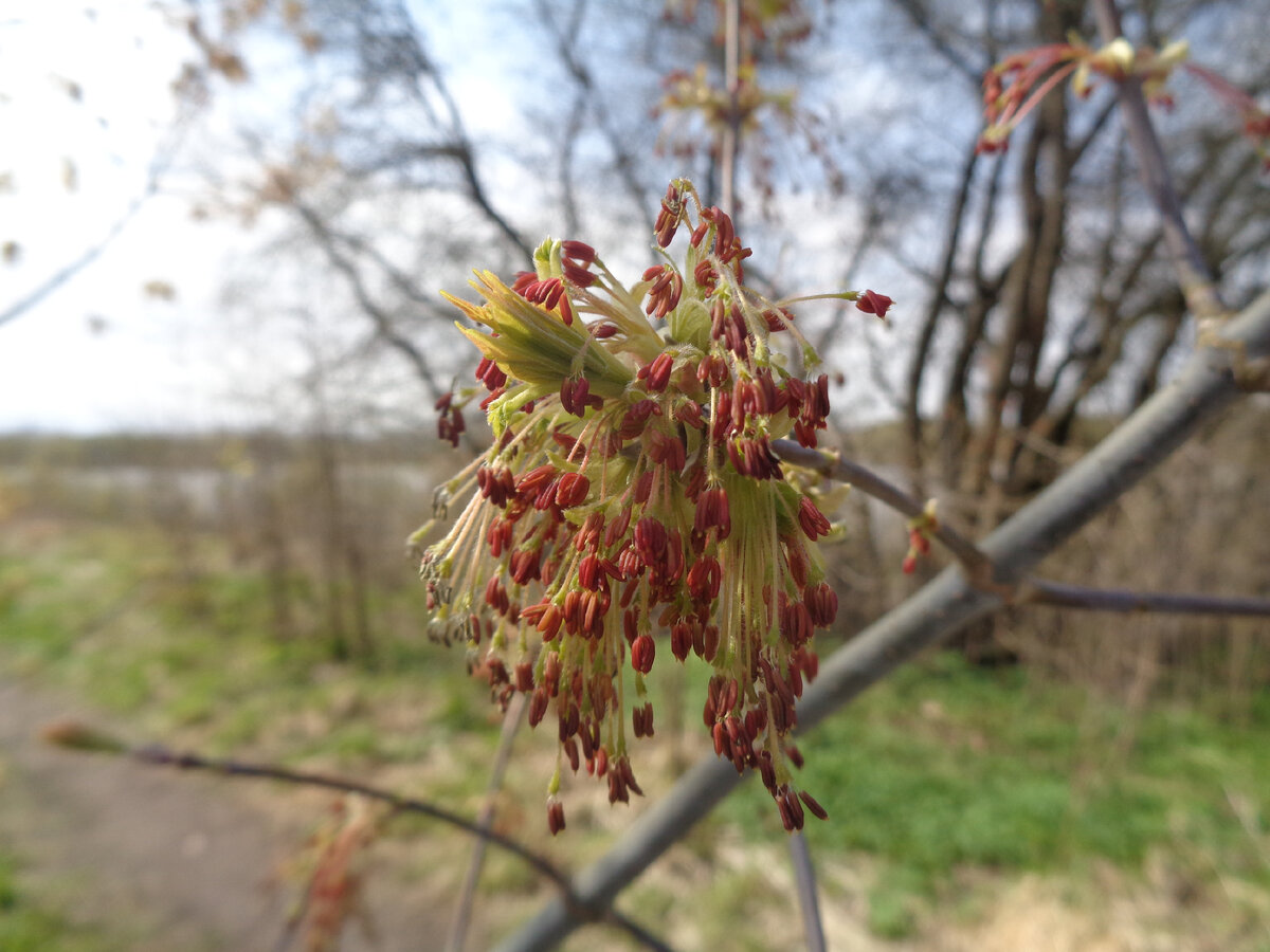 Интересные цветы на дереве. Увы, не знаю многих названий местных растений.