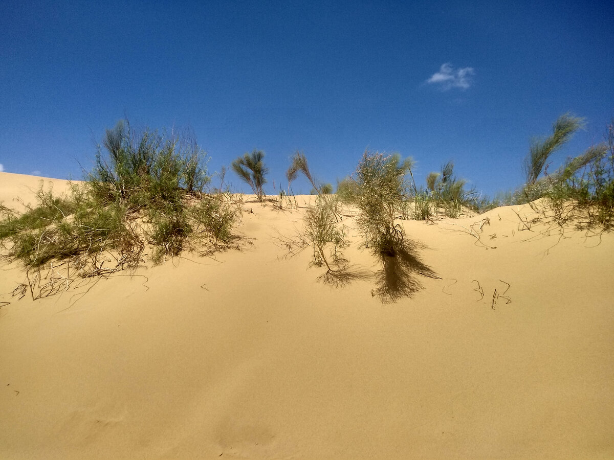 Пески бархана Сарыкум.