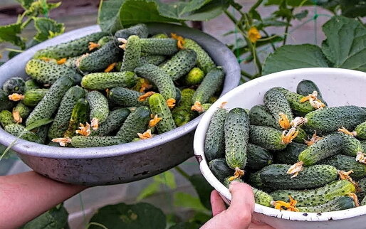 Собираем почти каждый день урожай