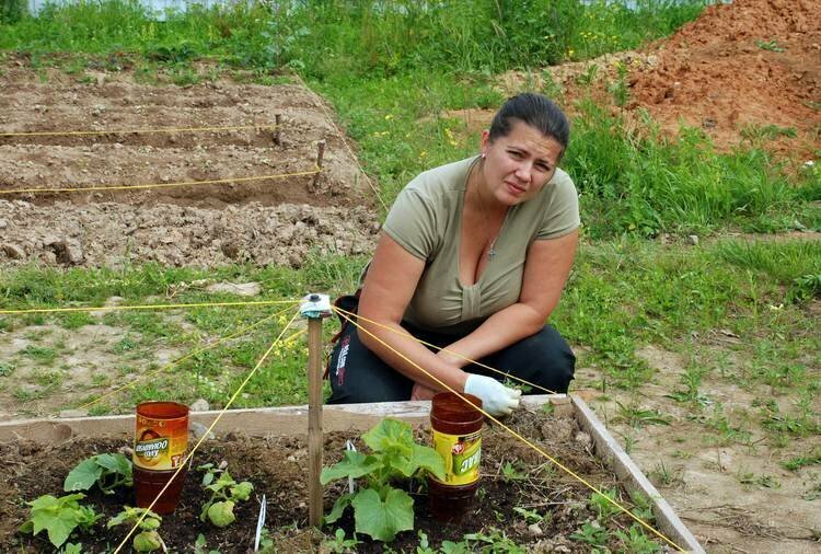 Толстая жена на даче. Женщина в огороде. Женщины на даче на грядках. Полоть грядки. Женщина на даче.