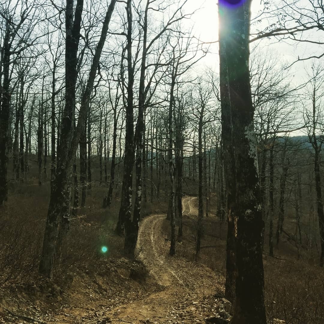 Магия холодного леса