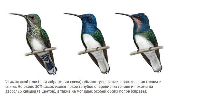 Скриншот страницы сайта www.nat-geo.ru