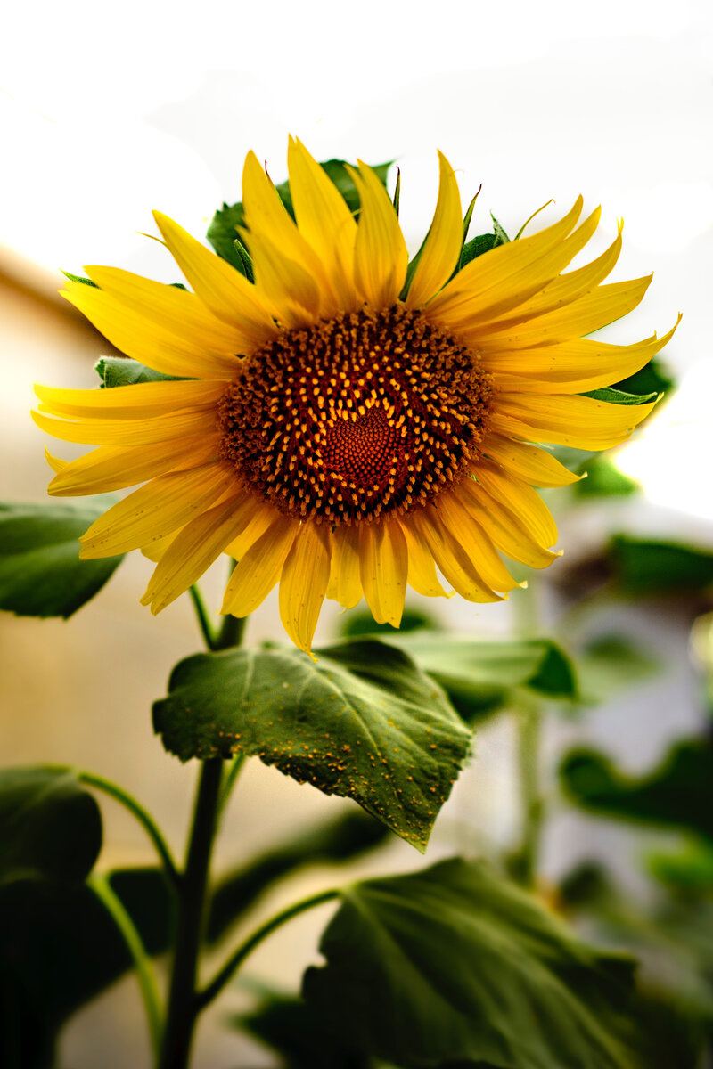 Фото Sajad Nori / Unsplash