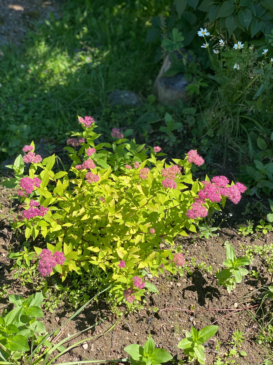 Первый год цветения. Июль. Ещё ни разу не подстригалась. Немного лохматая. Фото автора