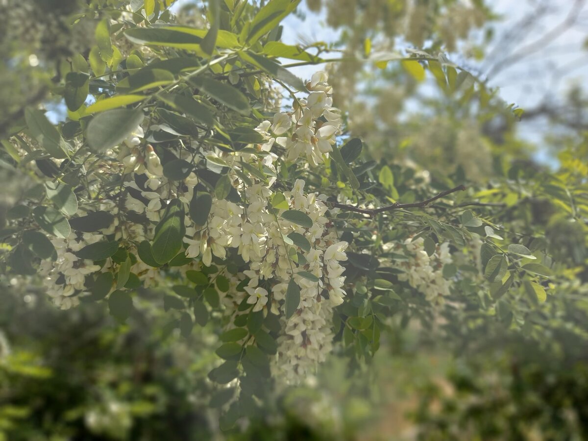 Майское путешествие в Крым подарило нам новую историю  -  южный мед из акации.