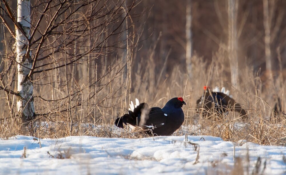 Тетерева на току (фото автора)