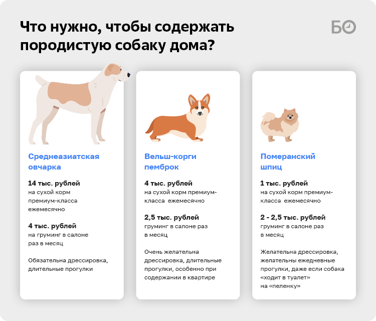 Собакам через сколько поможет. Орган обоняния собаки. Скргкьо длится течка у собаки. Обоняние собаки. Собакам через сколько поможет.