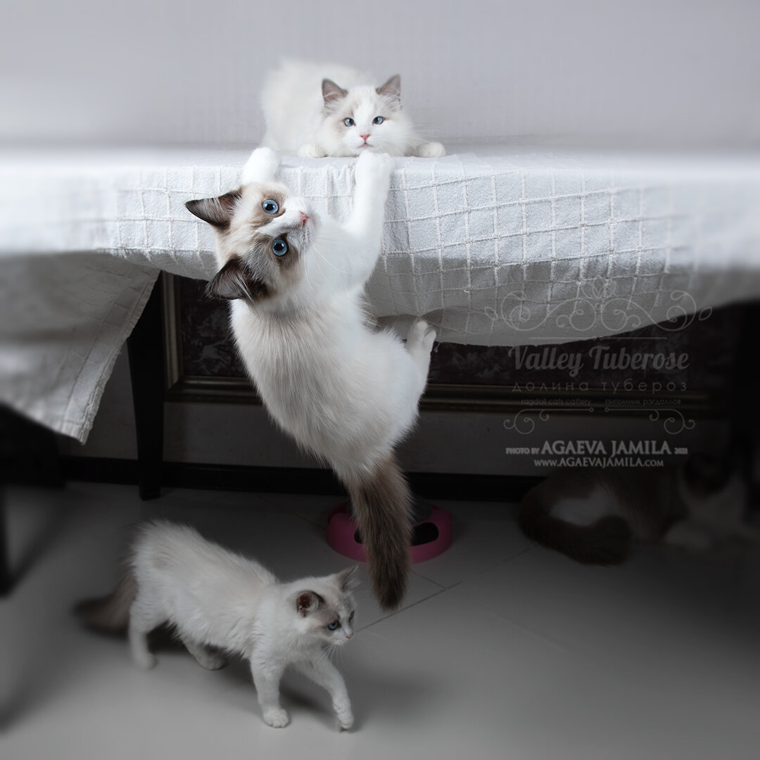 "Почему стол пустой?? Видишь, котики голодные! Накрывай быстрее!" 