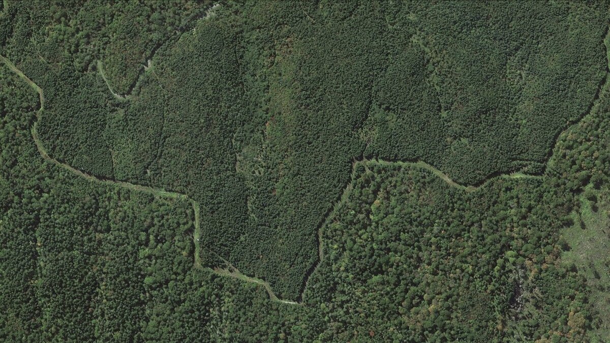 Аэрофотоснимки леса