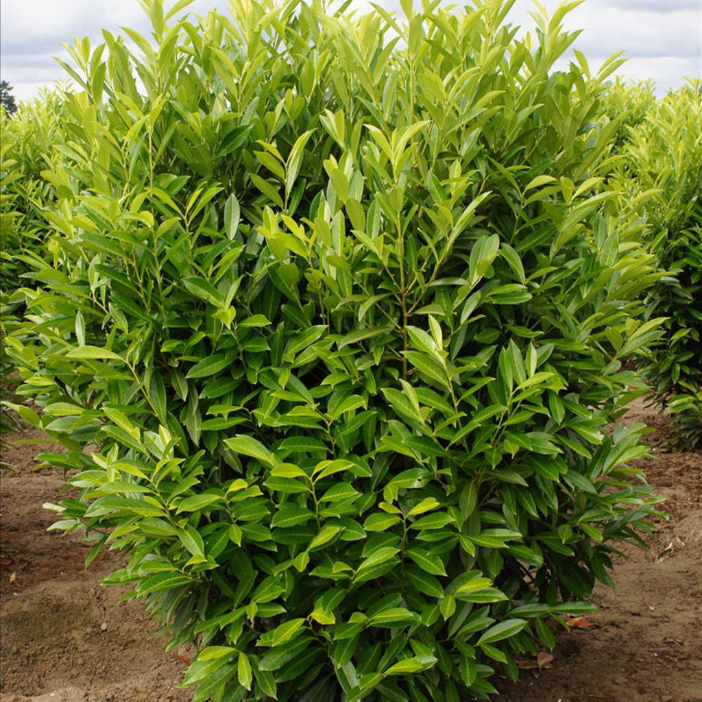 Лавровишня фото и описание кустарника. Лавровишня луизианская. Лавровишня фото и описание кустарника. Лавровишня (prunus laurocerasus). Лавровишня обыкновенная.